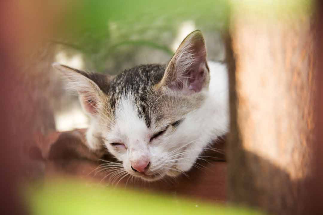 Ein Freigänger mit Katzenschnupfen