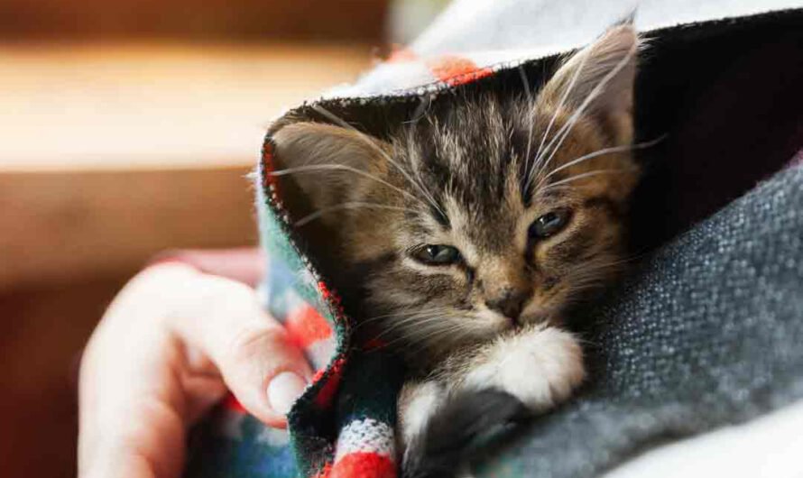 Giardien bei Katzen: erkennen, behandeln, vorbeugen