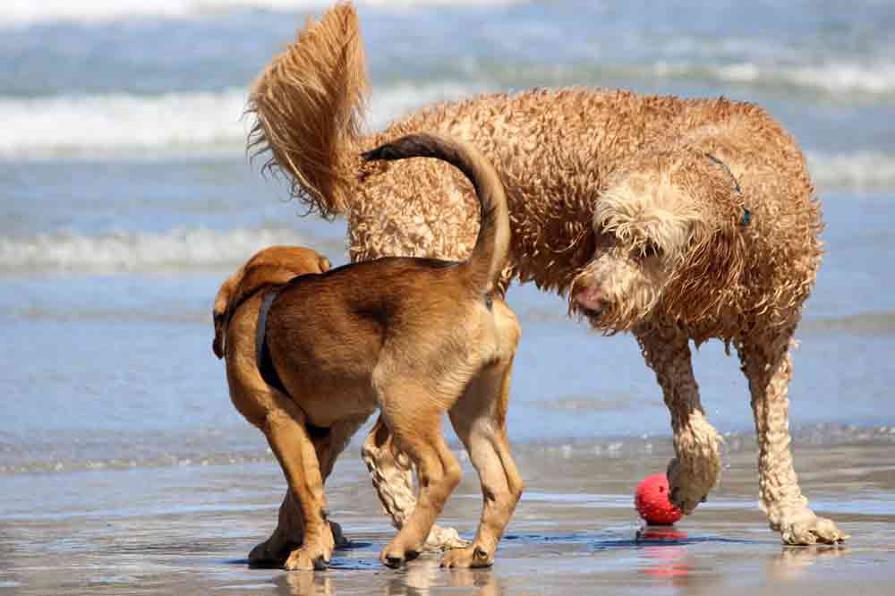 Würmer beim Hund: Wie läuft die Ansteckung?