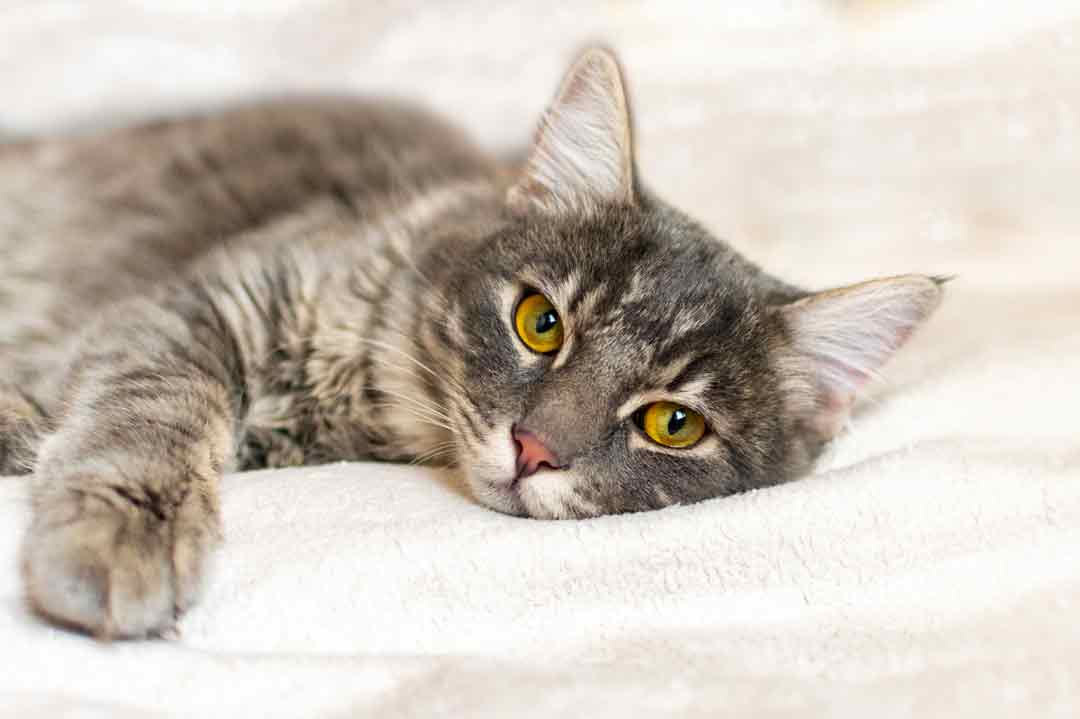 Giardien: Eine Katze liegt abgeschlagen auf dem Bett