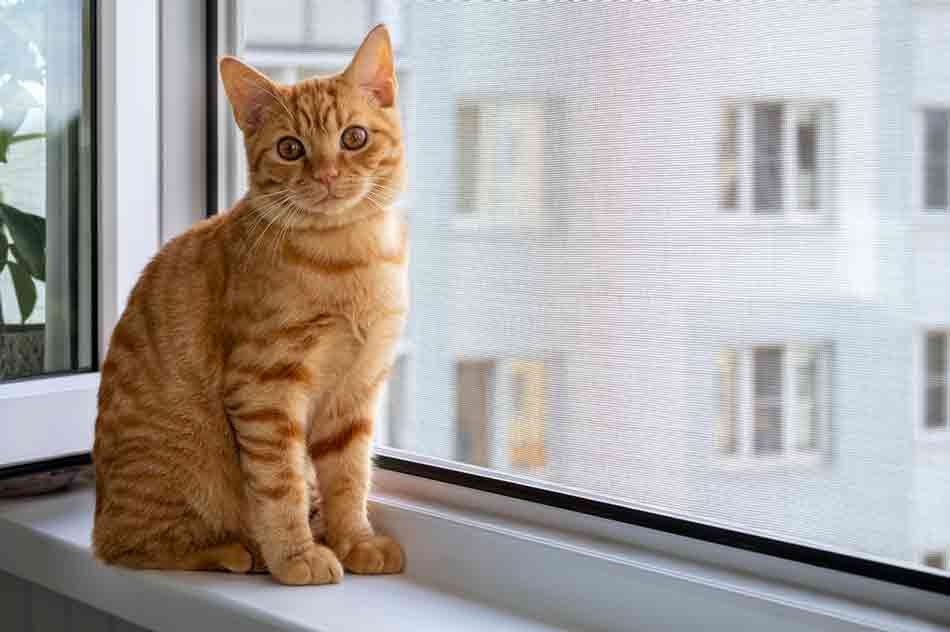 Katze mit Netz am Fenster