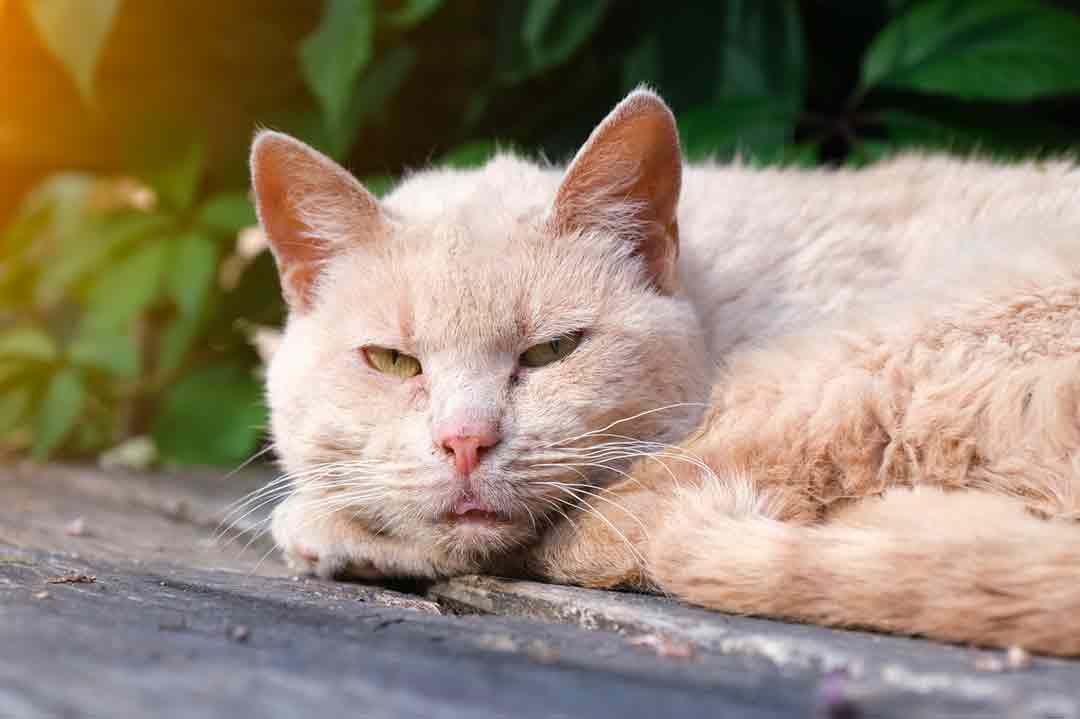 Katze verbrennen nach dem Tod