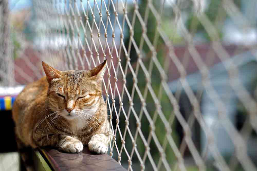 Katze auf einem gesicherten Balkon