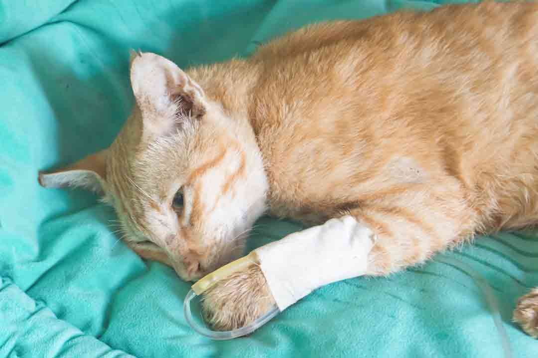 Eine Katze mit Katzenschnupfen bekommt eine Infusion