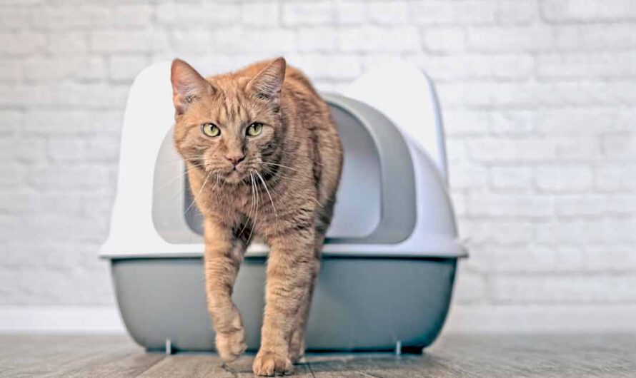 Katzenstreu: Tipps und Infos rund um die Einstreu