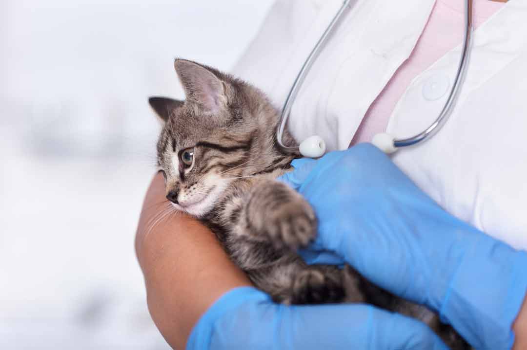 Kitten mit Giardien beim Tierarzt