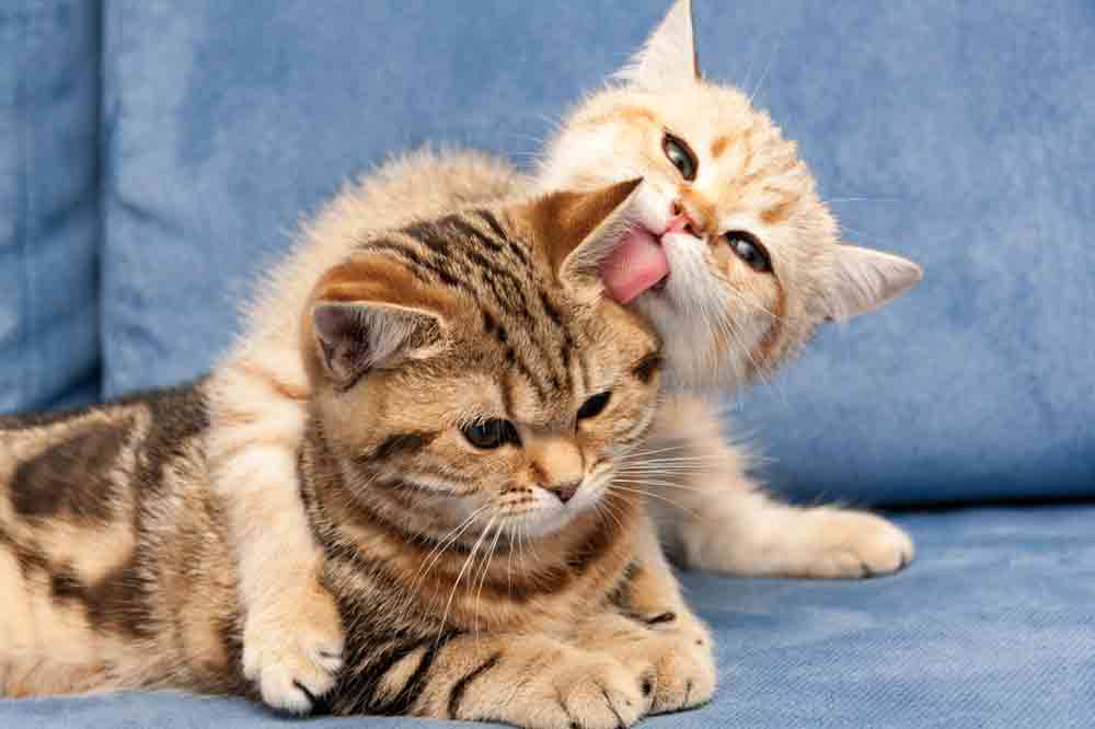 Lustige Katzenbilder: Eine Katze schlecht einer anderen das Ohr ab
