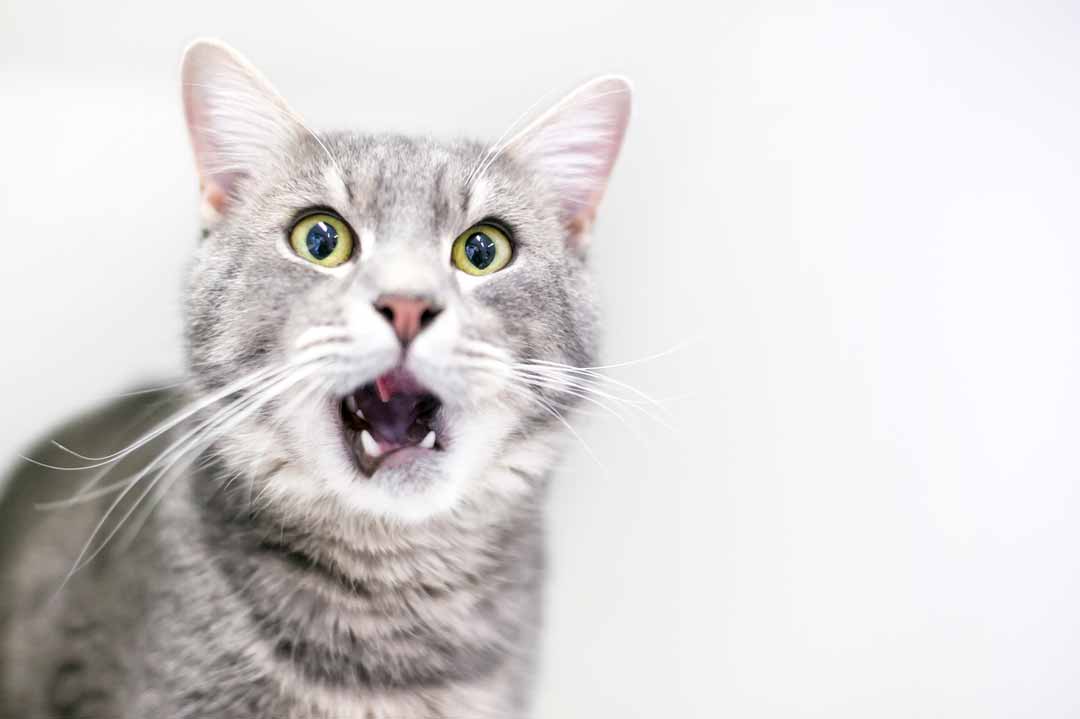 Lustige Katzenbilder: Eine Katze schaut erschreckt