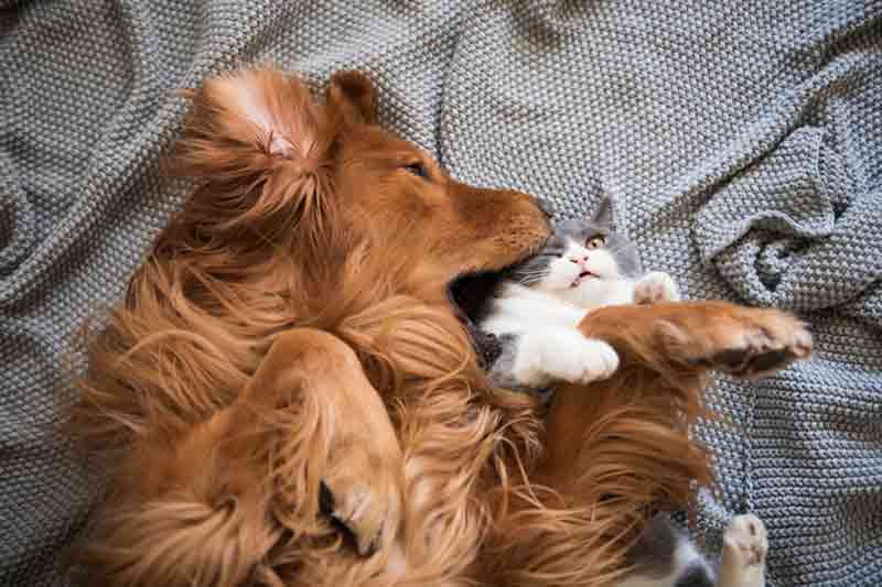 Lustige Katzenbilder: Eine Katze wird von einem Hund angeatmet