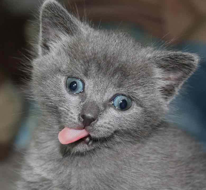 Lustige Katzenbilder: Eine Katze steckt die Zunge heraus