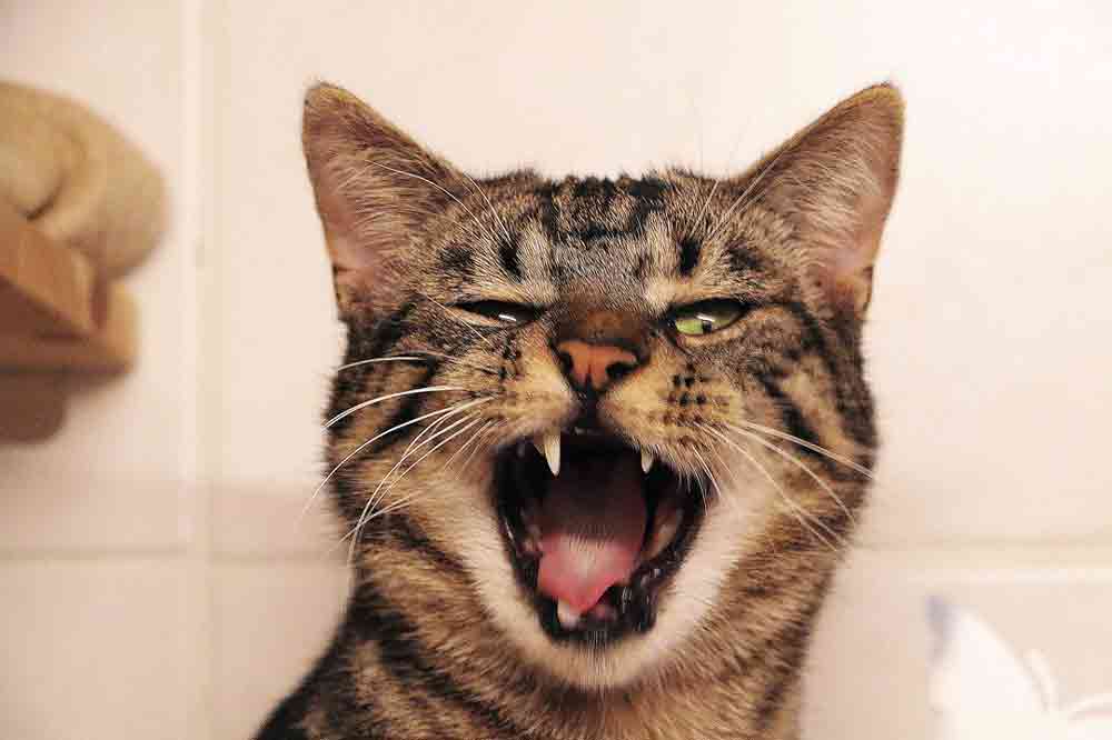 Lustige Katzenbilder: Eine Katze sieht aus wie ein betrunkener Pöbler in der Bar