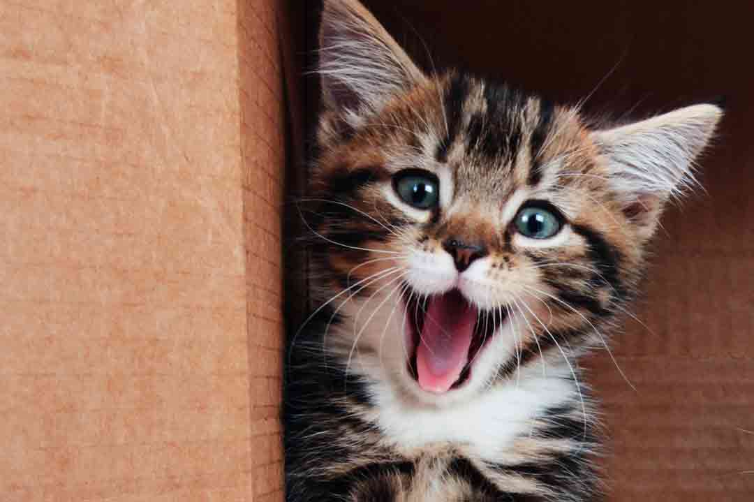 Lustige Katzenbilder: Eine Katze ist unendlich gut gelaunt