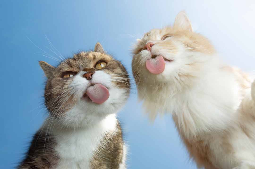 Lustige Katzenbilder: Zwei Katzen lecken eine Glasscheibe ab
