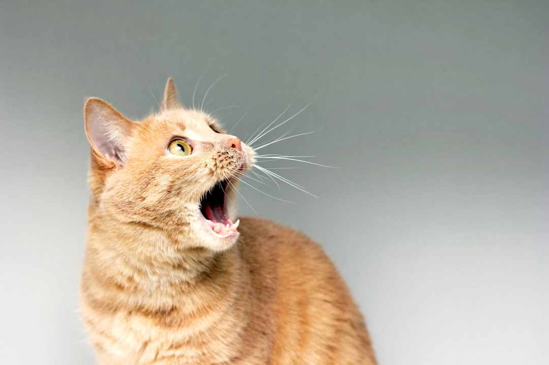 Lustige Katzenbilder: Eine Katze ist schockiert