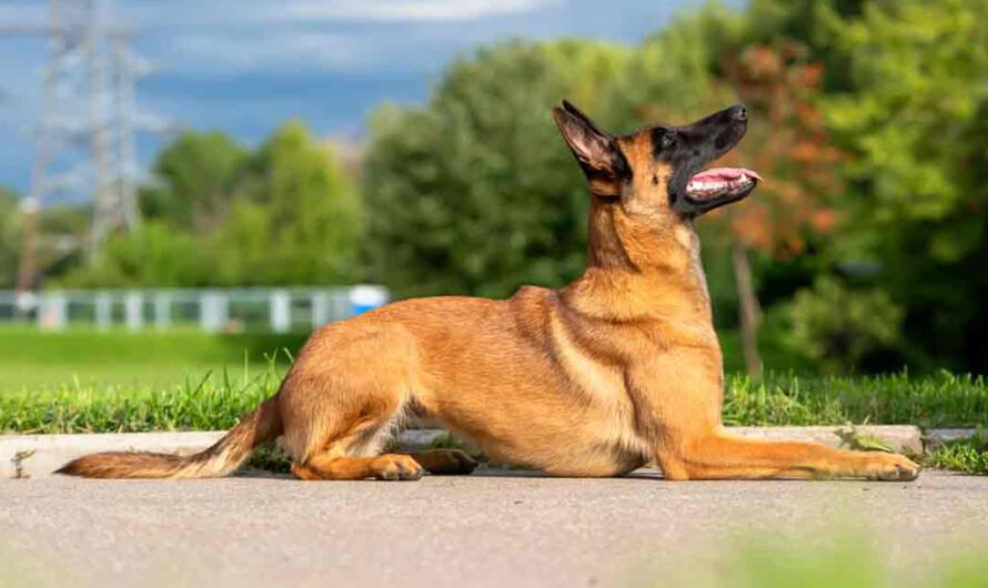 Malinois (Belgischer Schäferhund): Das macht ihn aus