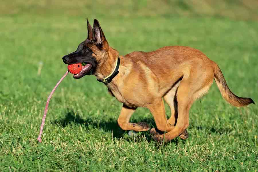 Ein junger Malinois im Training