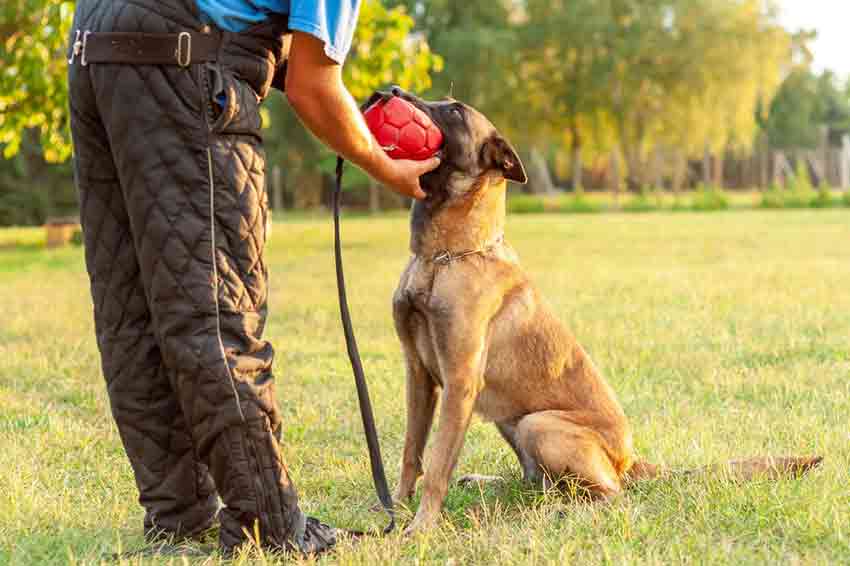 Malinois als Schutzhund