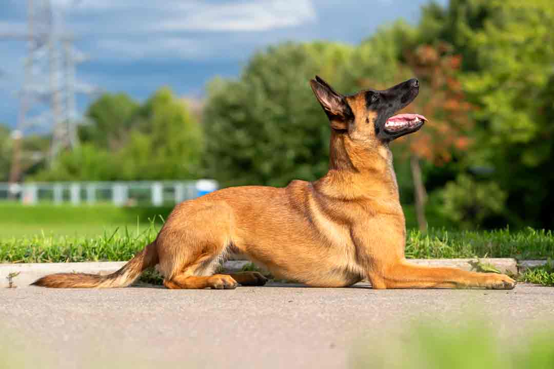 Malinois