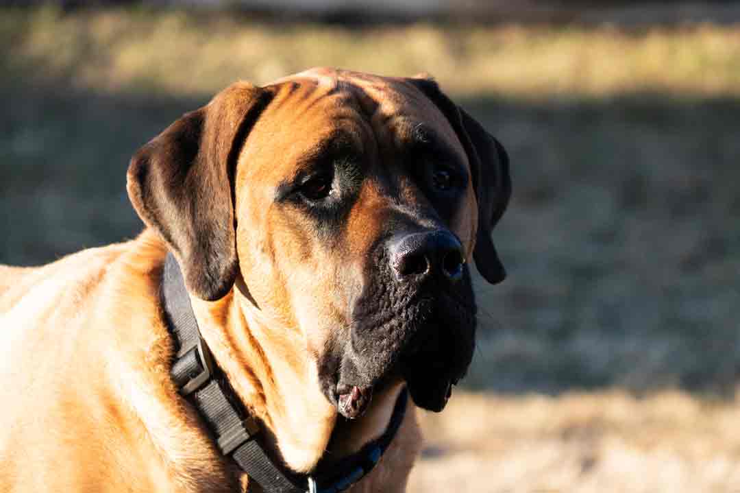 Der Mastiff ist ein wirklich großer Hund