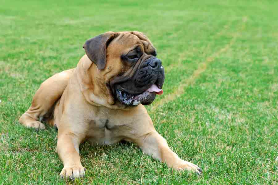 Ein Mastiff auf der Wiese