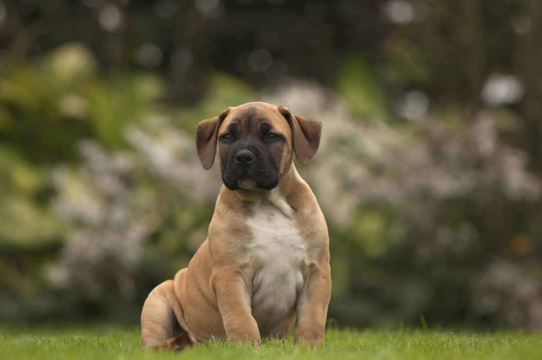 Mastiff Welpen kosten eine ganz schöne Stange Geld