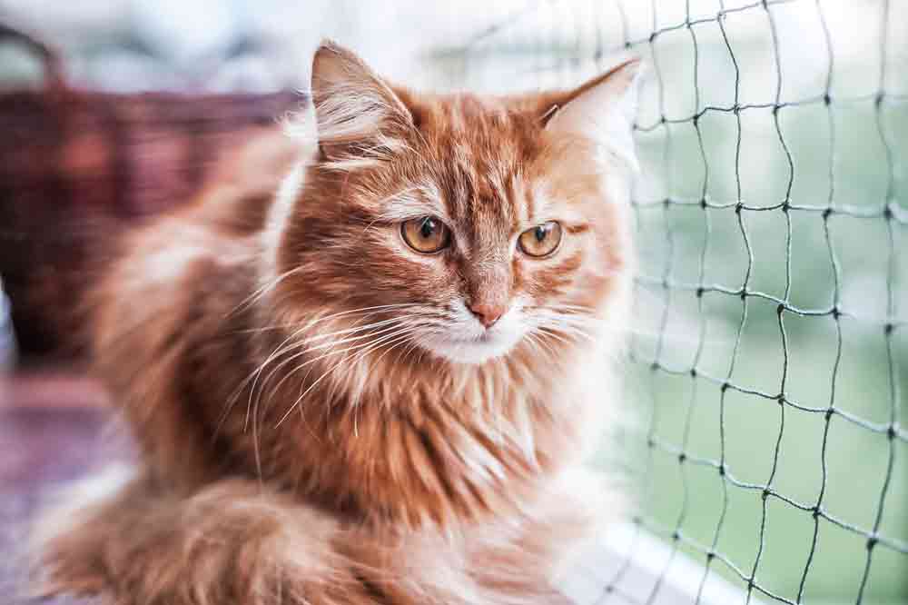 Langhaarkatze auf einem gesicherten Balkon