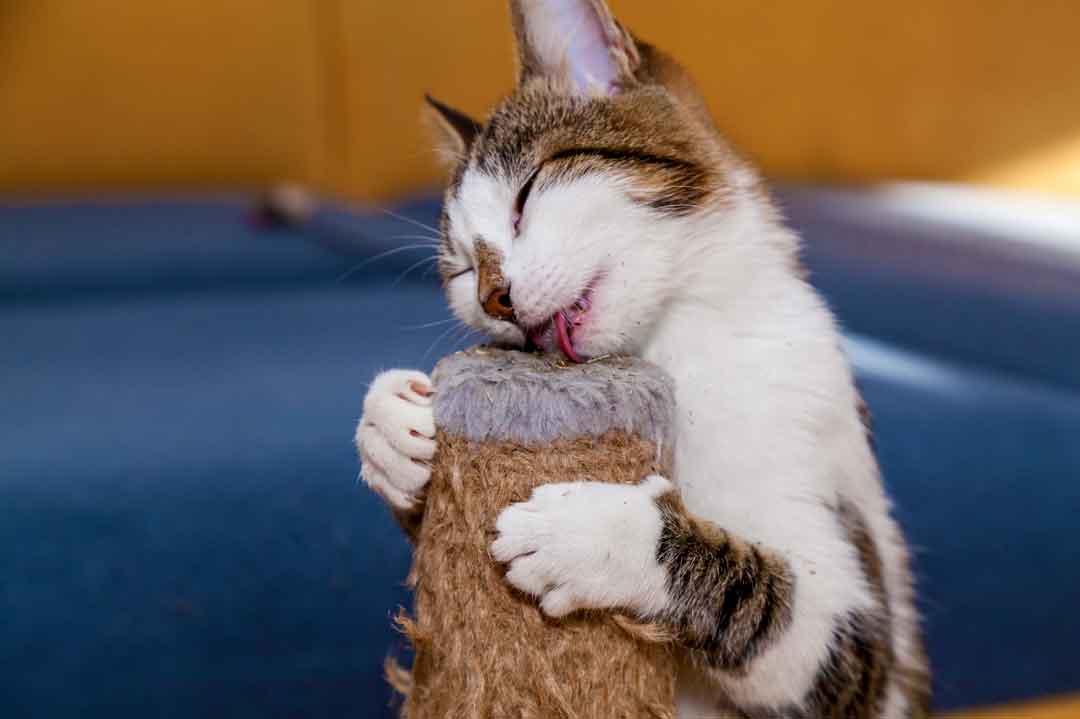Pica-Syndrom: Eine Katze leckt einen Kratzbaum an