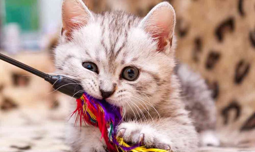 Pica-Syndrom bei Katzen: Wie gefährlich ist es?