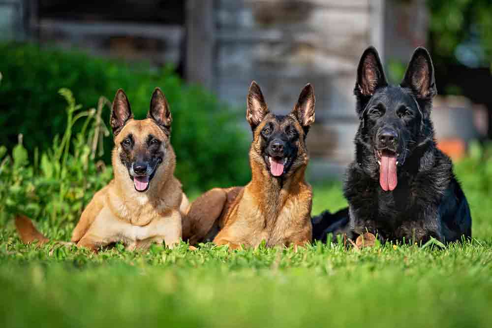 Schäferhund mit zwei Malinois