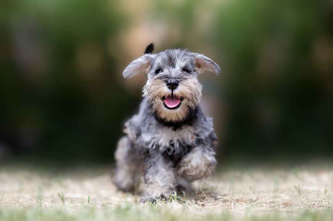 Ein fröhlicher Zwergschnauzer