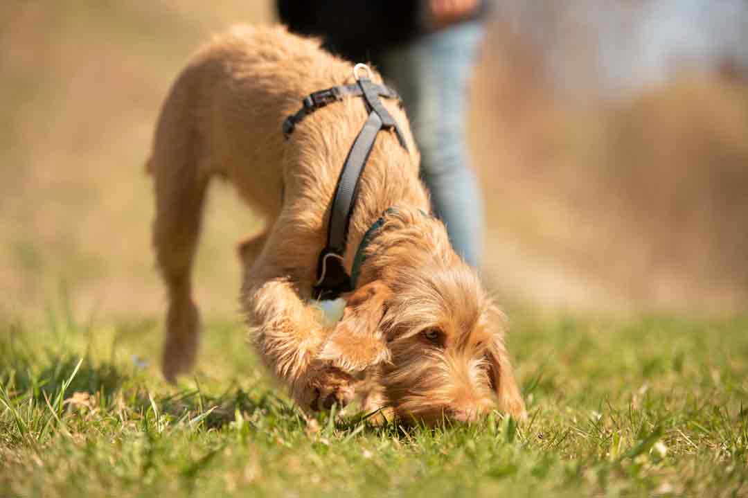 Würmer beim Hund: Beim Schnüffeln kann's passieren