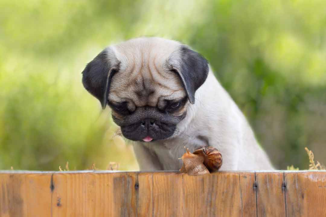 Würmer beim Hund: Ein Mops mit Schnecke