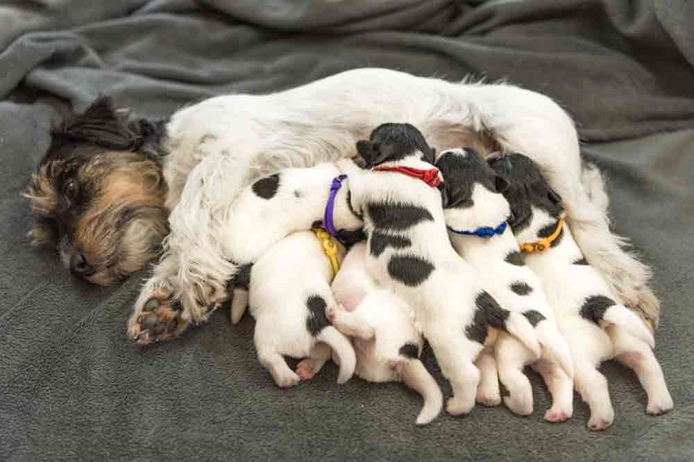 Würmer beim Hund können beim Säugen übertragen werden