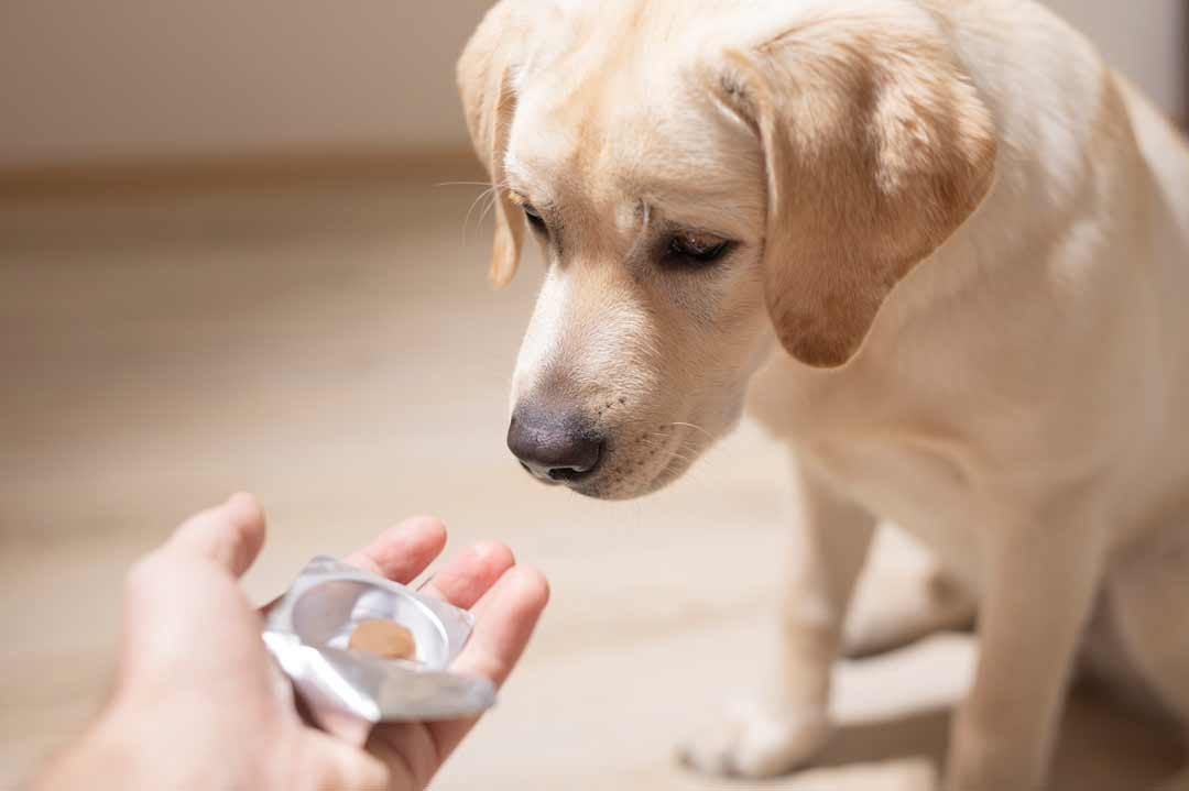 Eine Wurmkur für Hunde ist wichtig