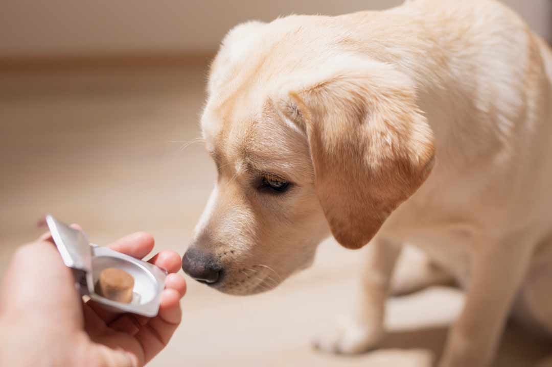 Ein Hund bekommt eine Wurmkur