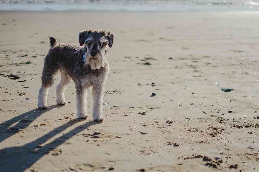 Zwergschnauzer am Strand