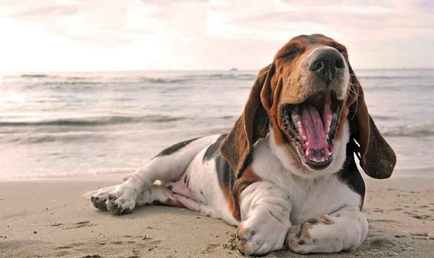 Basset Hound: Charakter, Pflege und Haltung