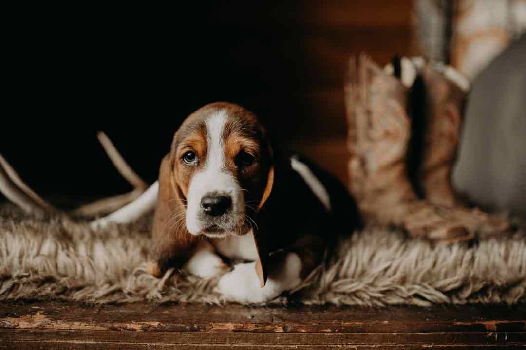 Basset Hound Infos