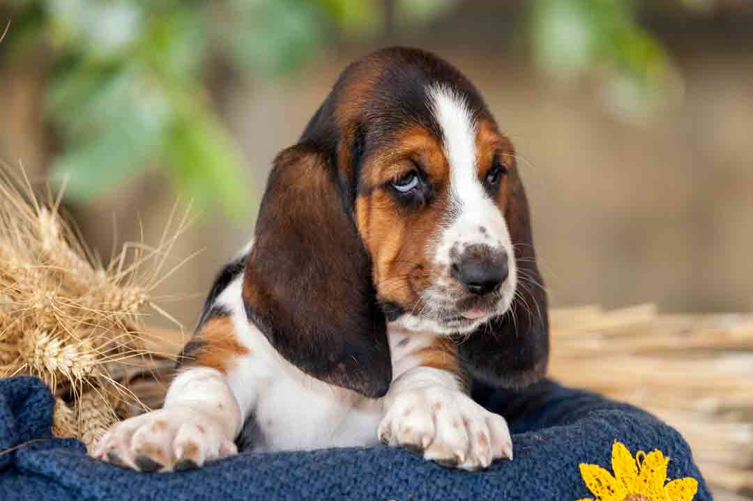 Basset-Hound-Welpe