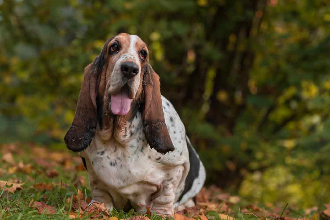 Basset und seine Ohren im Wald