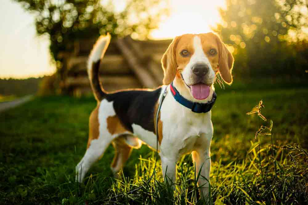 Warum hat der Beagle eine weiße Schwanzspitze?