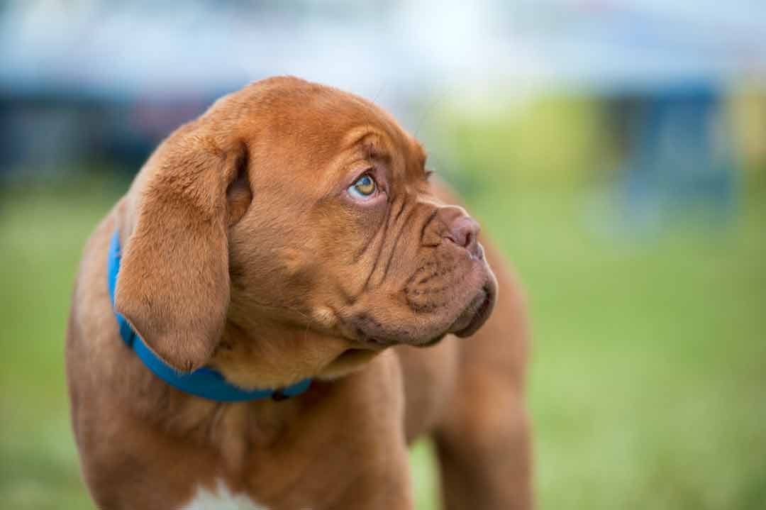 Ein Bordeauxdoggen-Welpe