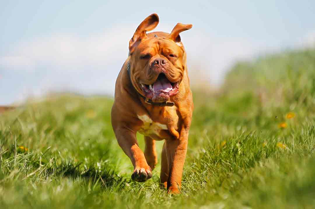 Rennende Bordeaux-Dogge