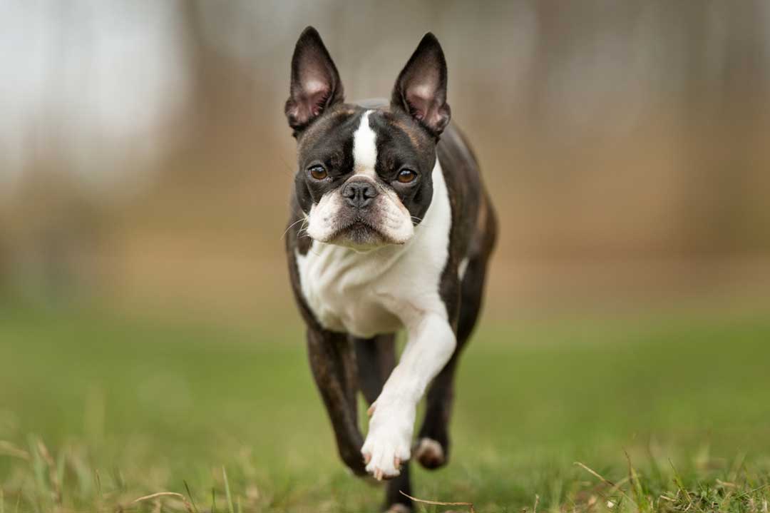 Boston Terrier Hund