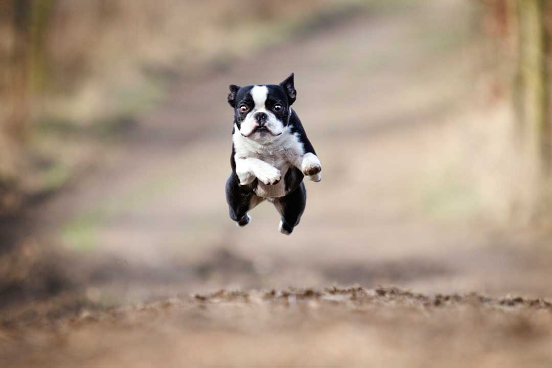 Boston Terrier Hunderasse