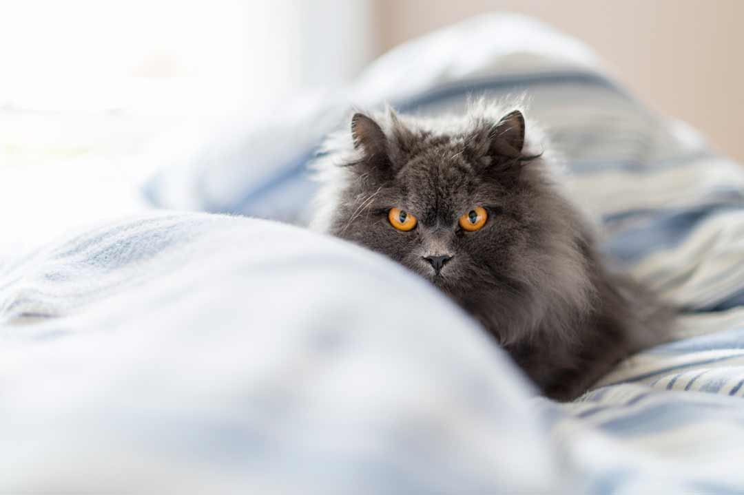 Katze: British Longhair