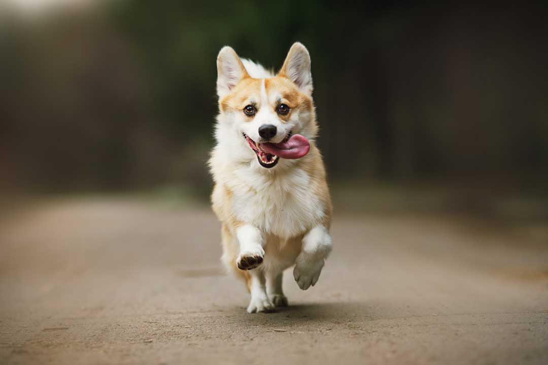 Was hat der Corgi für einen Charakter?