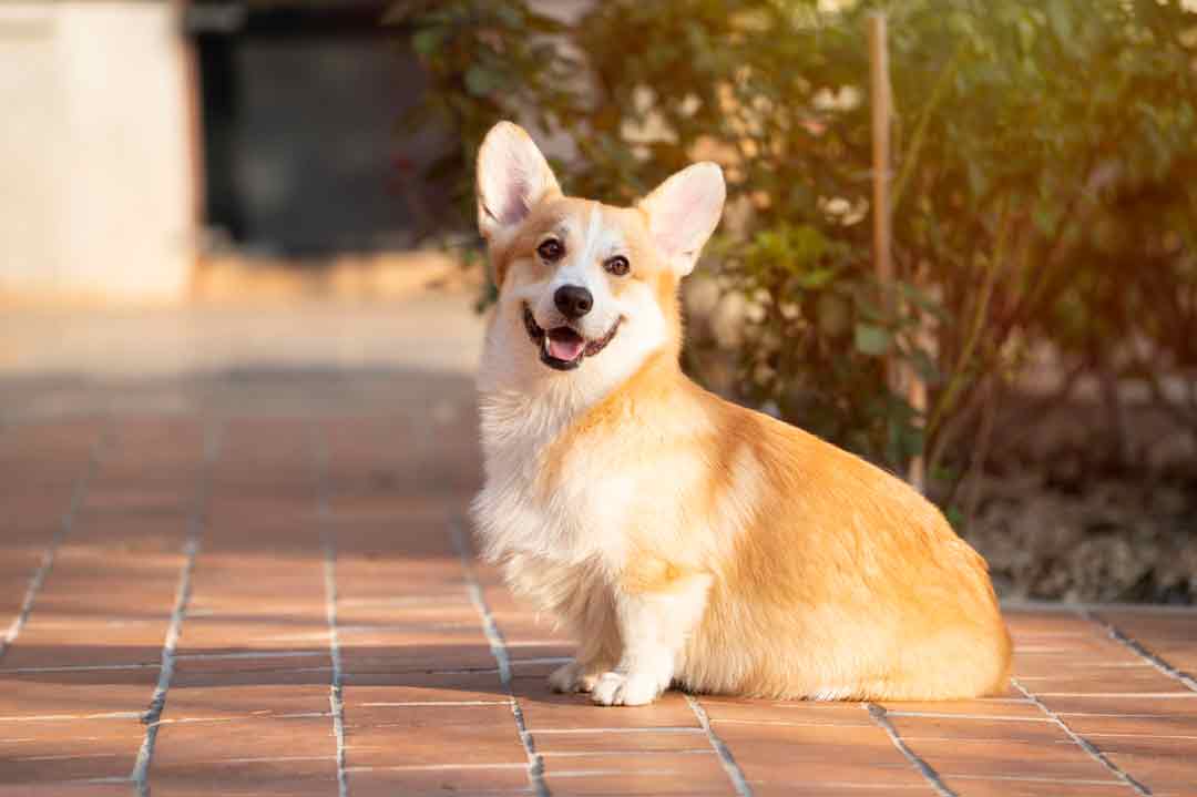 Der Corgi hat einen besonderen Körper