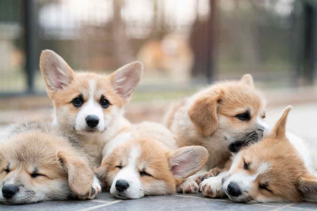 Viele Corgis auf einem Haufen