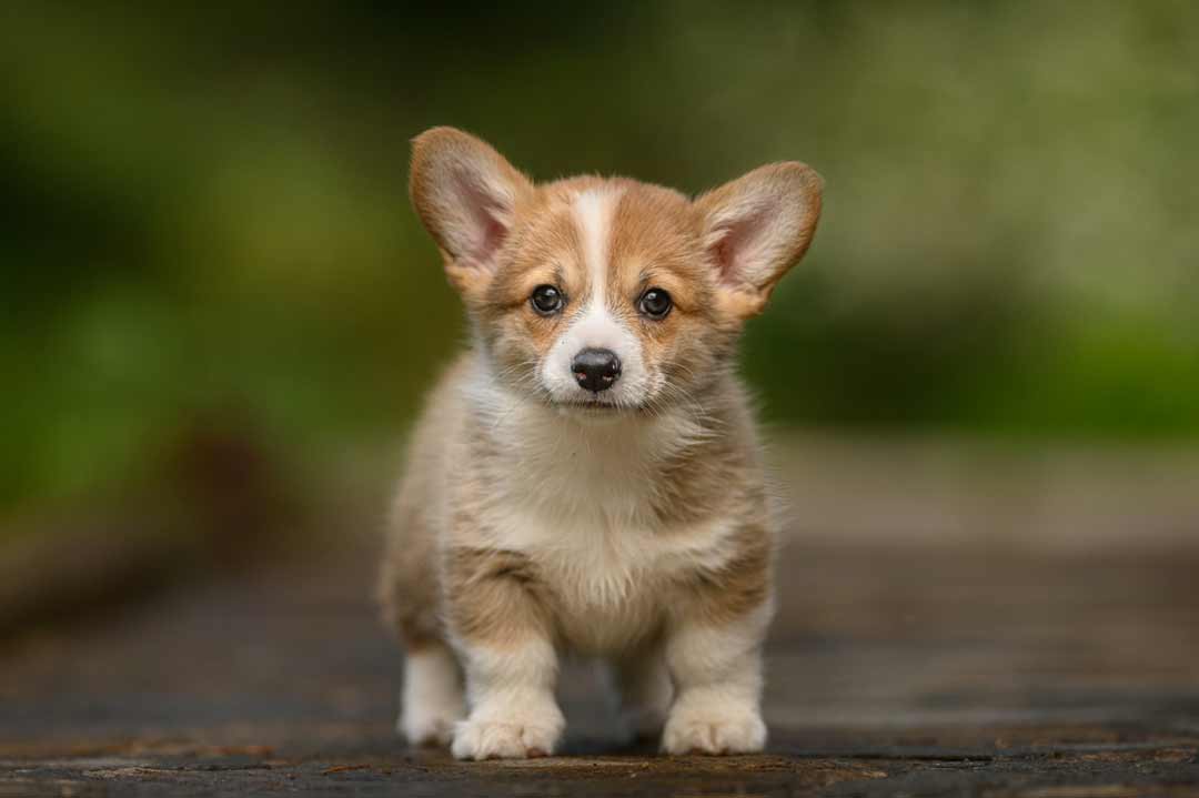 Corgi-Welpen sind zuckersüße Geschöpfe